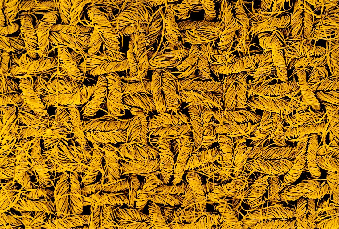 Tinted SEM of wool crepe woven fabric