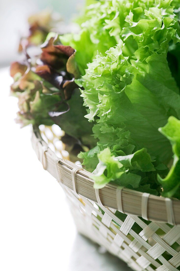 Fresh homegrown salad
