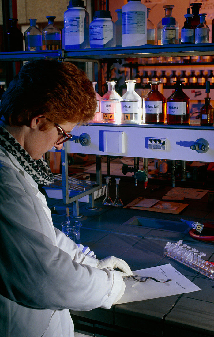 Testing hair sample in forensic laboratory