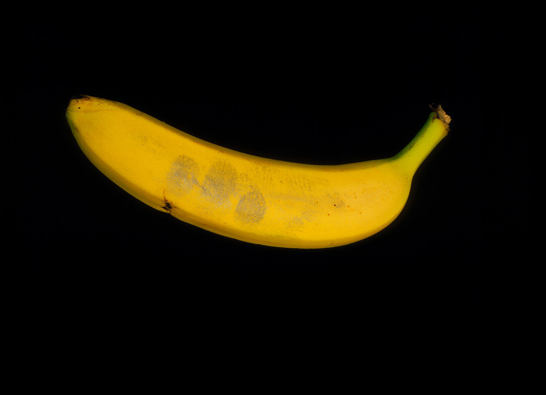 Fingerprints on banana revealed by magnetic powder