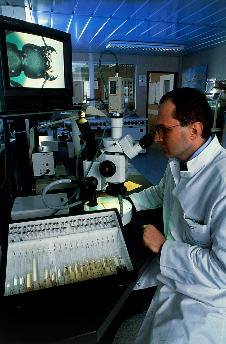 Forensic scientist views beetle through microscope