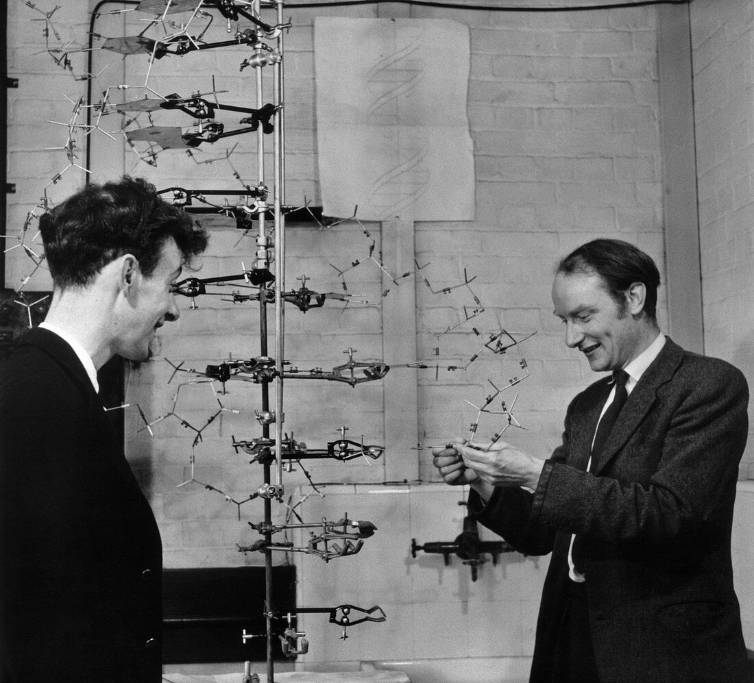 Crick & Watson with their DNA model in 1953