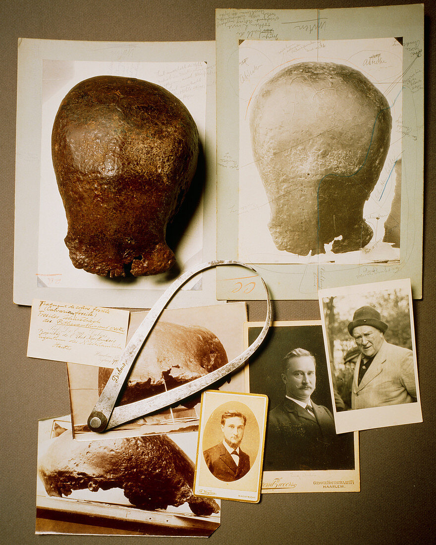 Eugene Dubois and his hominid fossil find