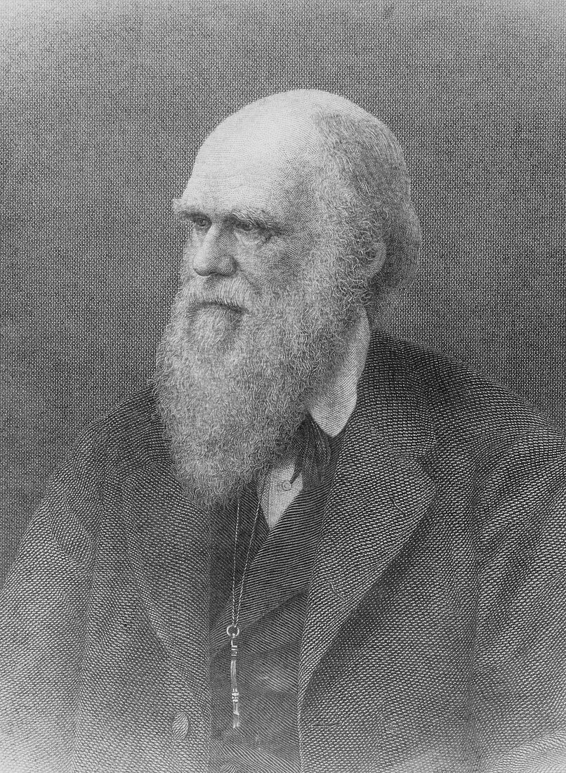 Wood engraving of Charles Darwin