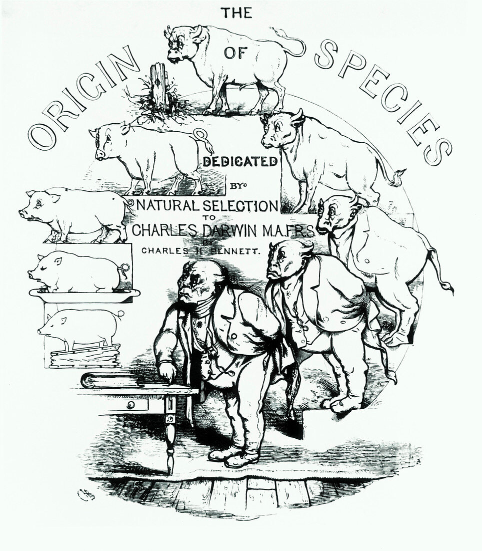 Caricature of Charles Darwin and natural selection