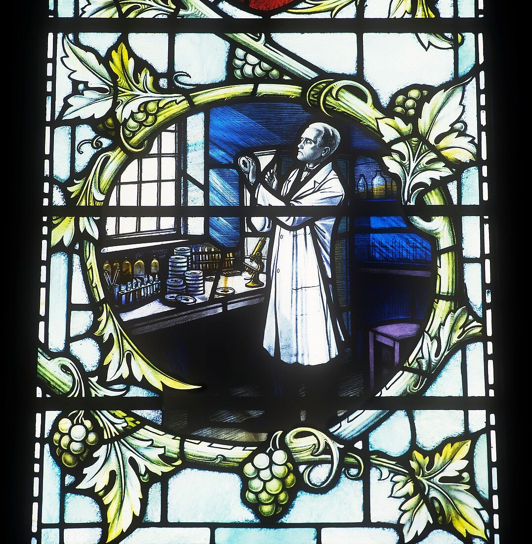 Stained glass window portrait of A. Fleming