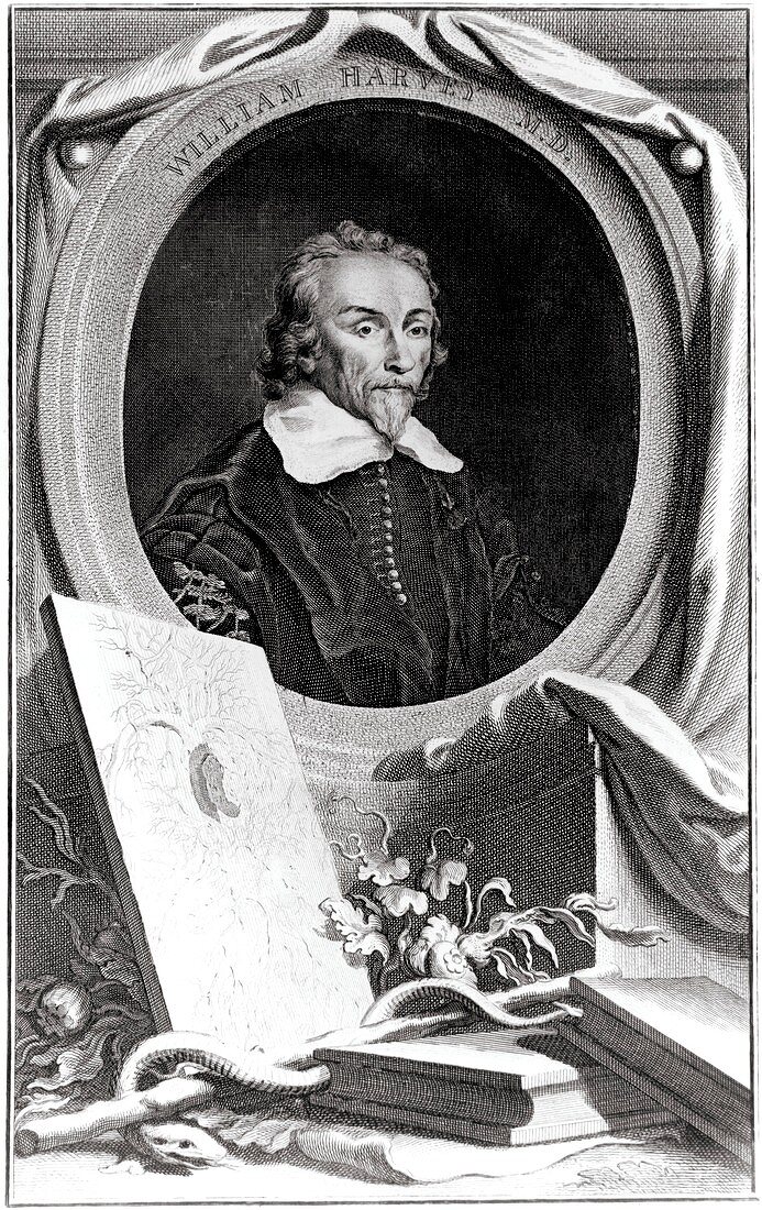 Engraving of William Harvey