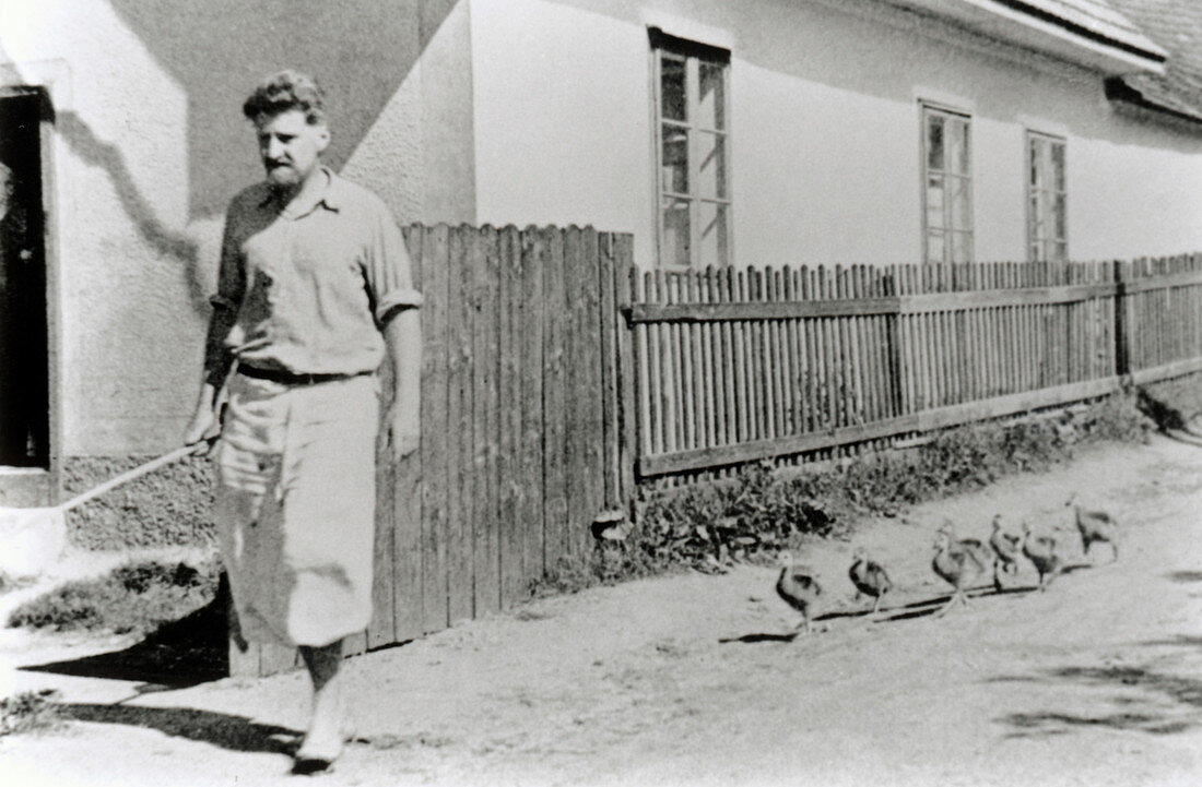 Konrad Lorenz walking with ducklings
