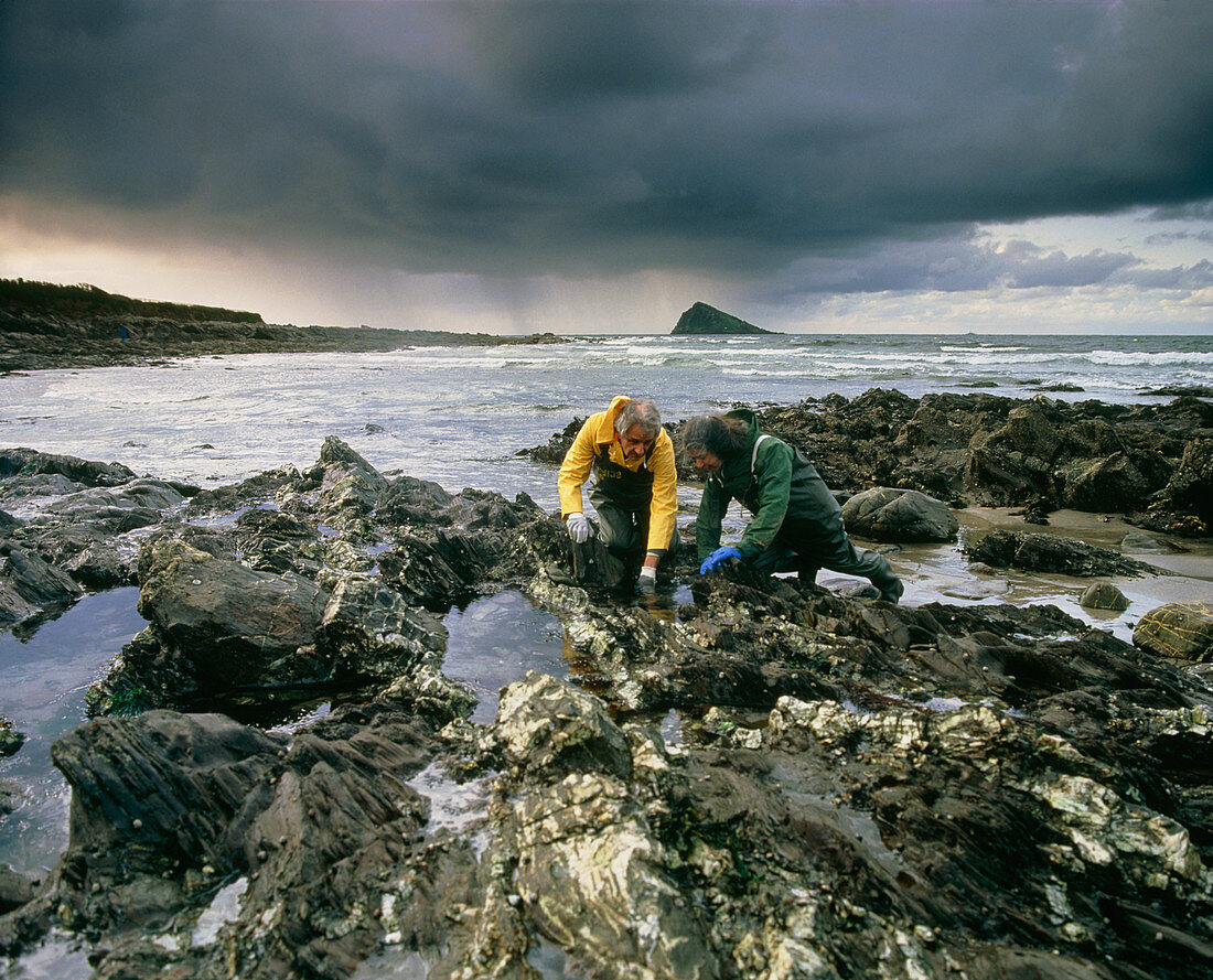 Drs Robert & Jan Knight collect coastal piddocks