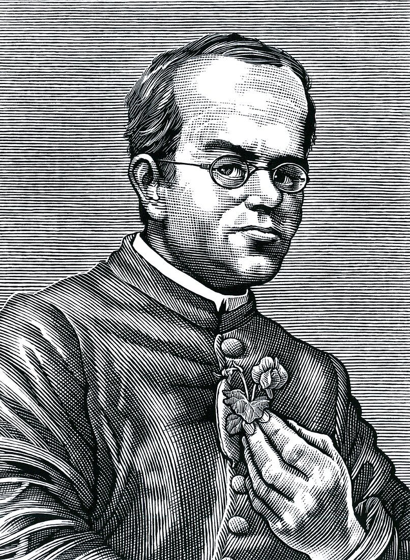 Gregor Mendel,Austrian botanist
