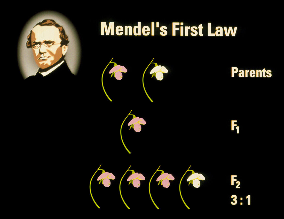 Computer artwork of Mendel's First Law
