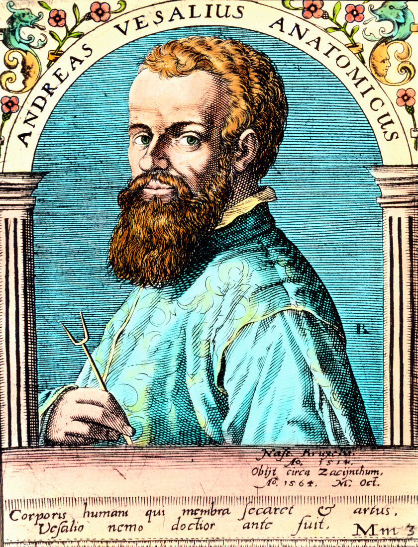 Portrait of the Belgian anatomist Andreas Vesalius