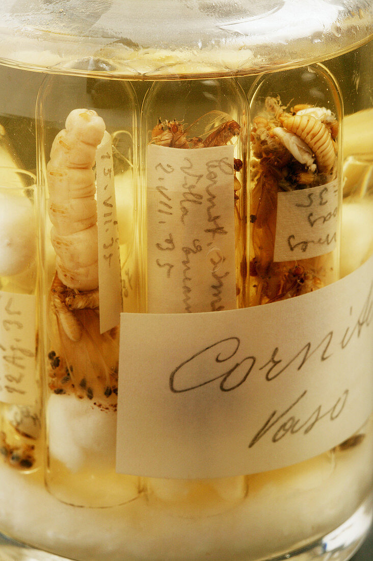 Preserved termites