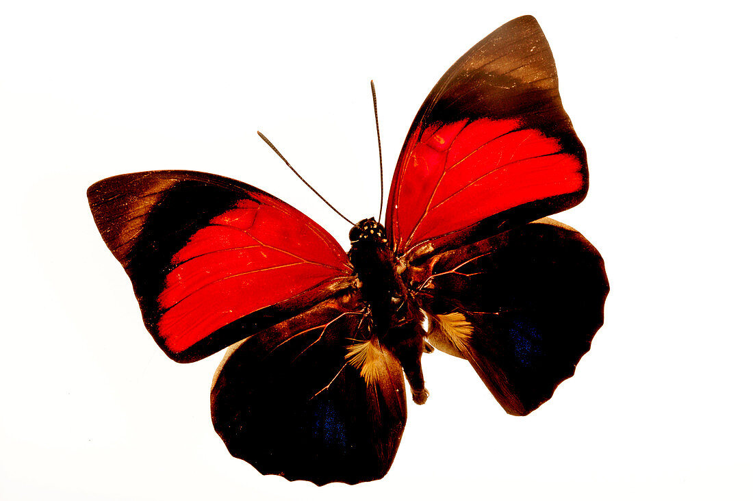 Mounted butterfly