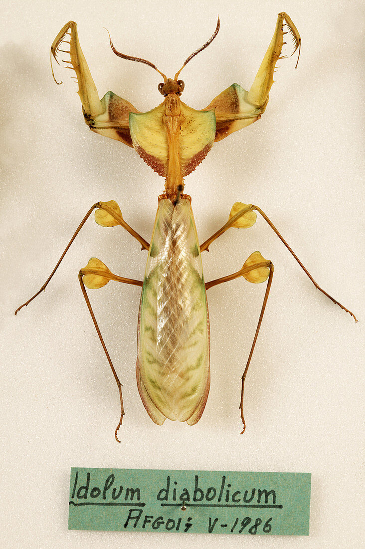 Mounted mantis