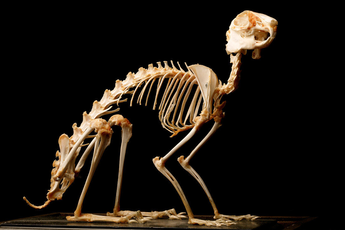 Brown hare skeleton