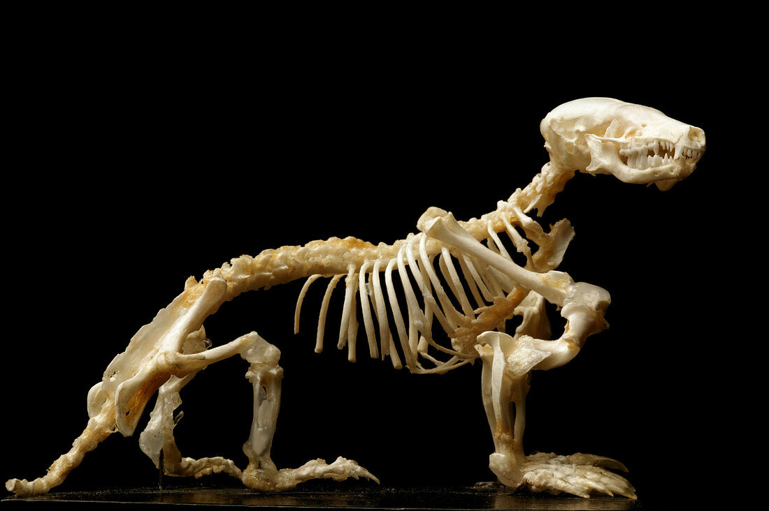 European mole skeleton