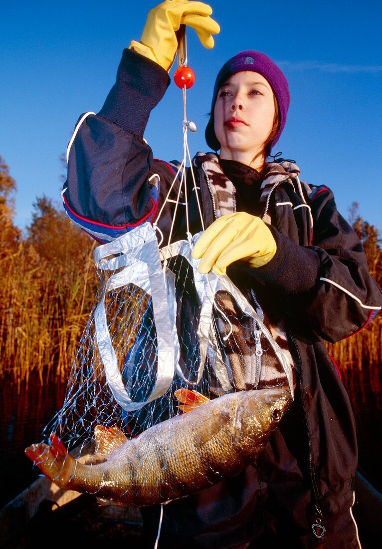 Student weighing a perch