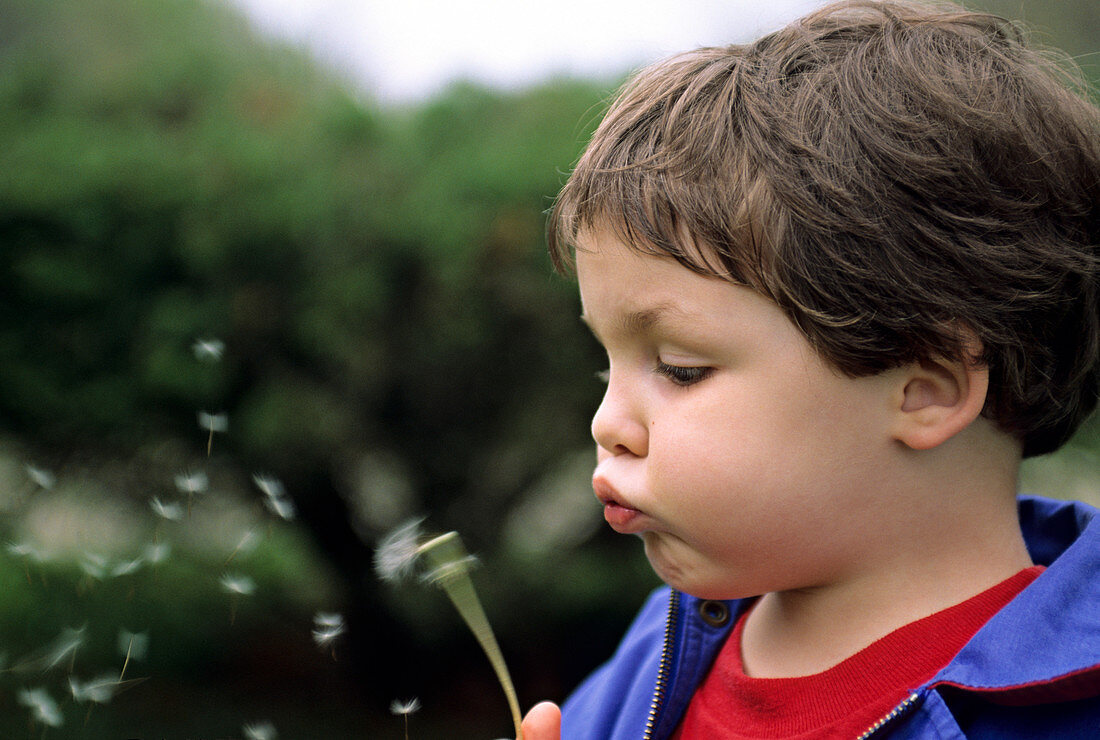 Young boy blowing dandelion seeds