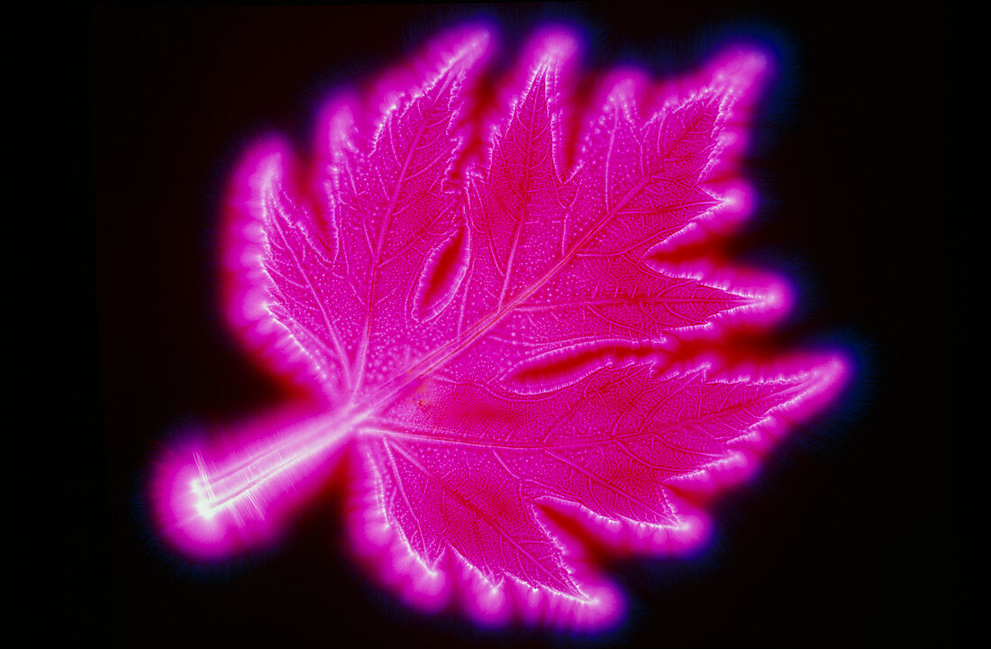 Kirlian photo of a maple leaf