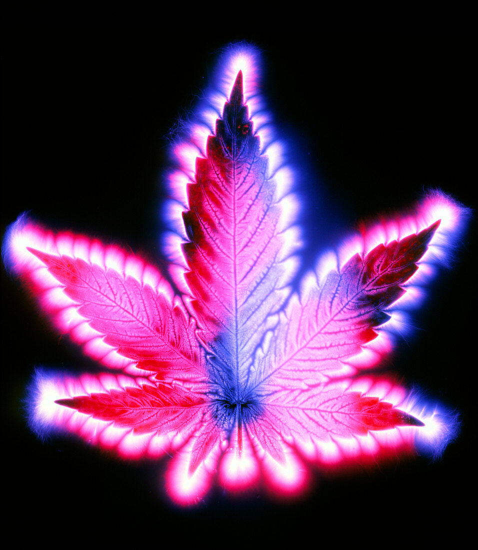 Kirlian photograph of a leaf of Cannabis sativa