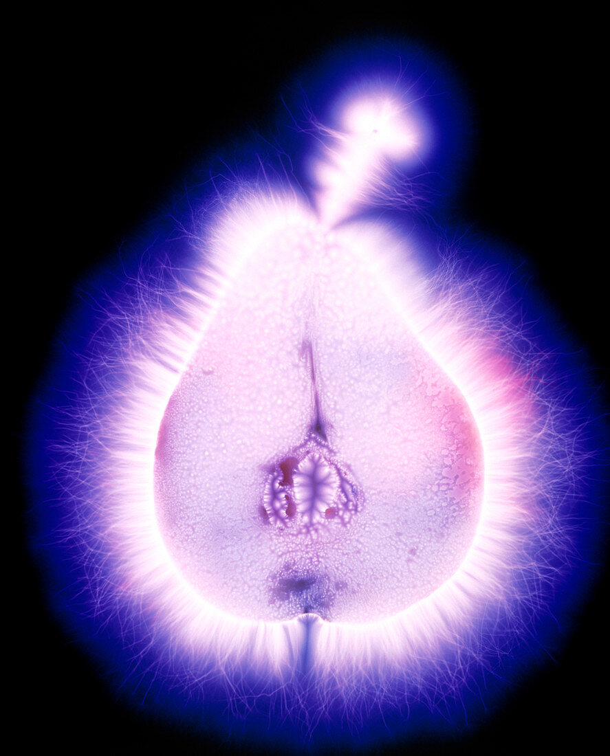 Kirlian photograph of a pear half