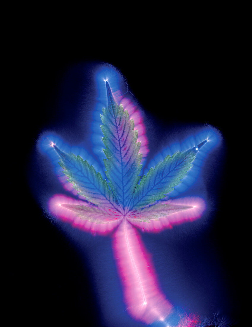 Marijuana leaf,Kirlian photograph