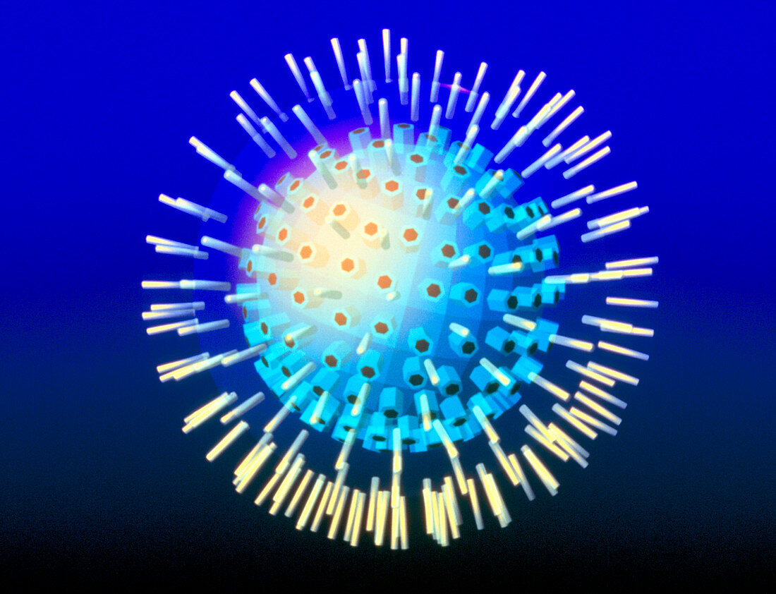 Computer graphic of a Herpes simplex virus