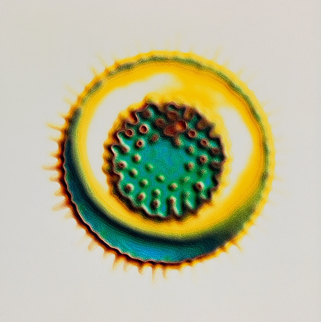 Coloured TEM of a single herpesvirus