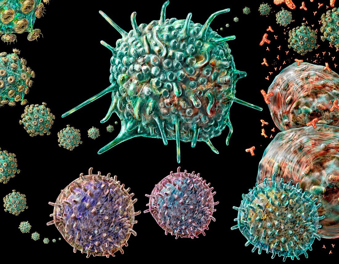 AIDS virus and immune system cells