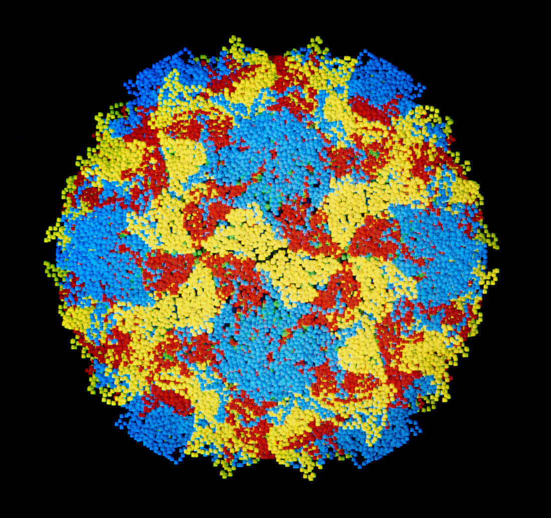 Molecular graphic of a polio virus