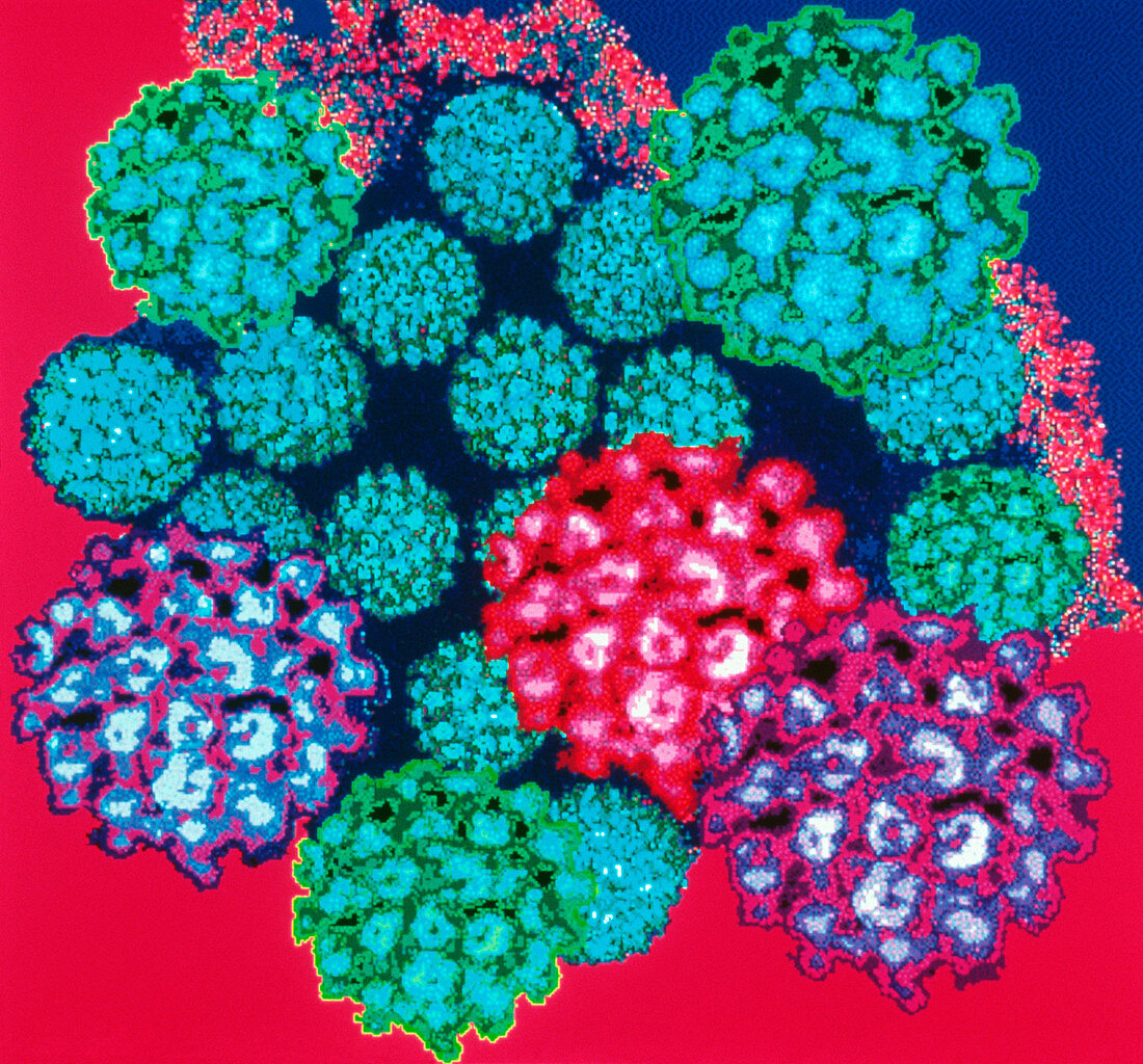 Papilloma viruses