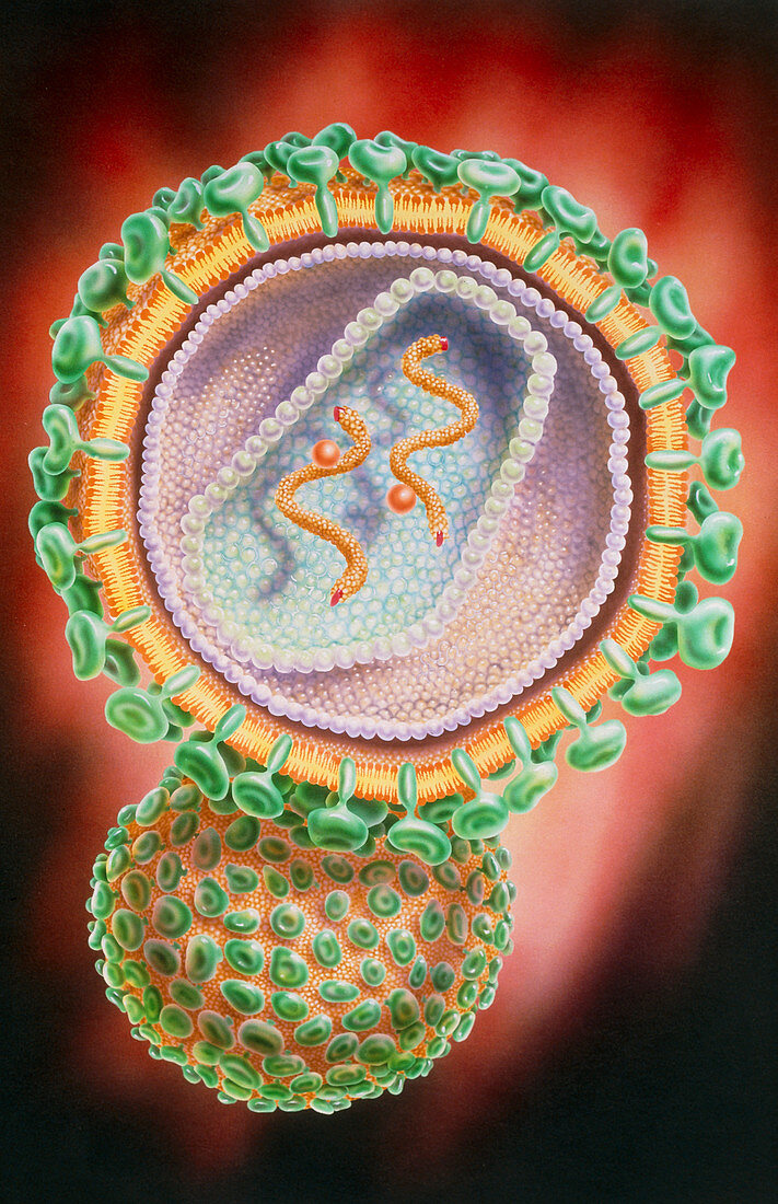 Cutaway illustration of an HIV virus