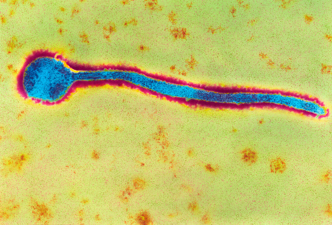 Coloured TEM of a Marburg virus