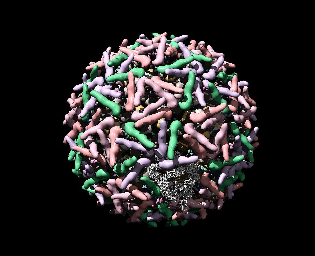 Sindbis virus,computer model