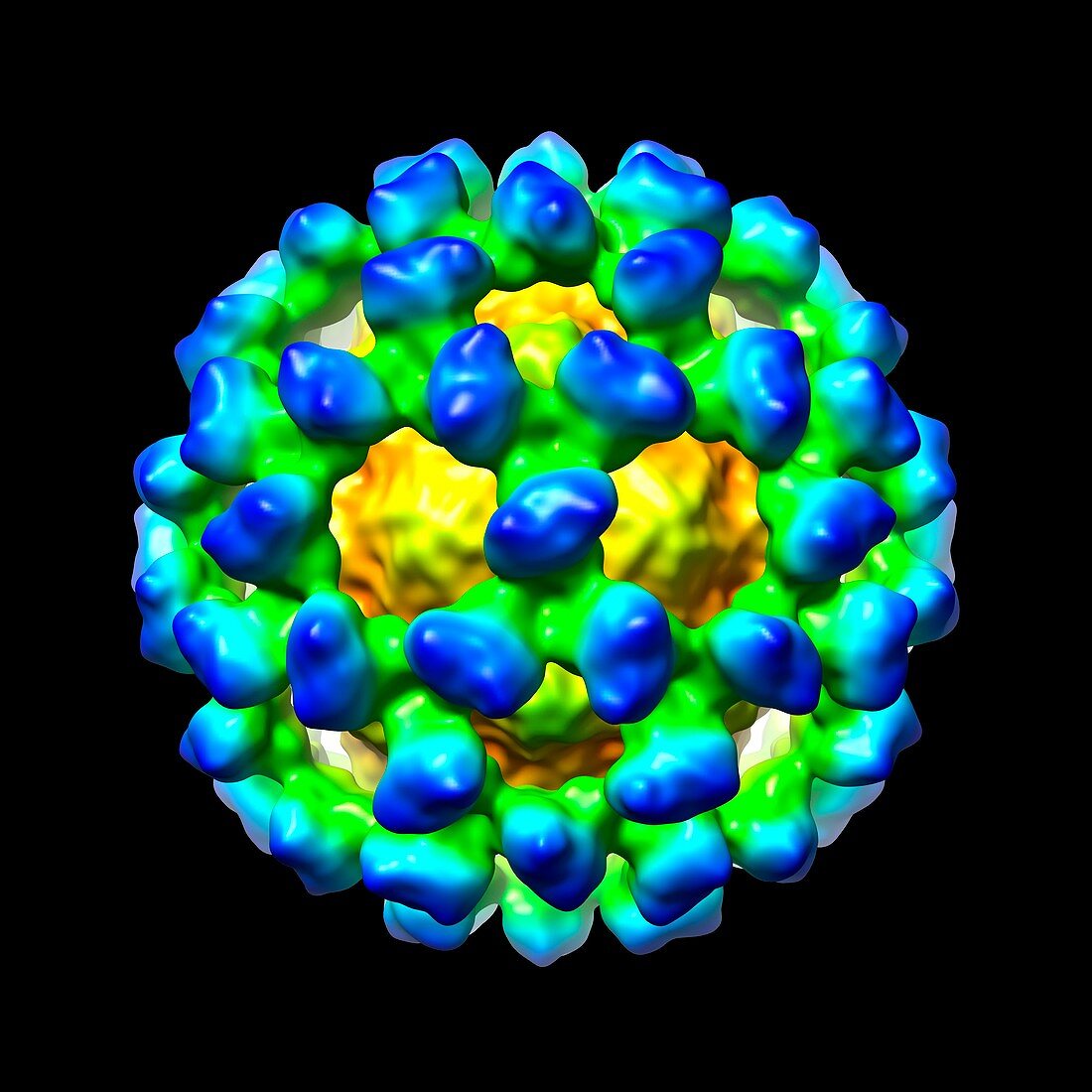 Murine norovirus,computer model