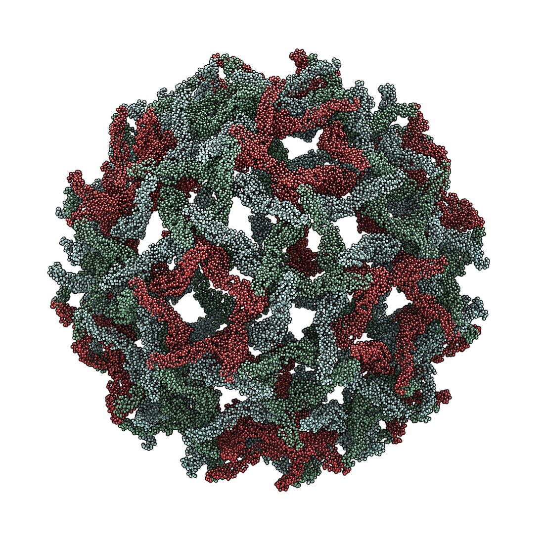 Immature West Nile virus,molecular model