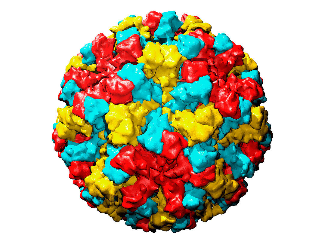 Norwalk virus particle