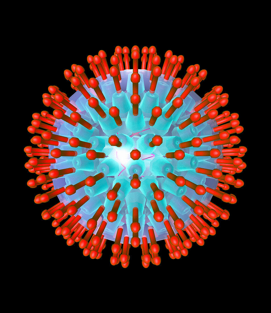 Herpes virus particle,computer artwork