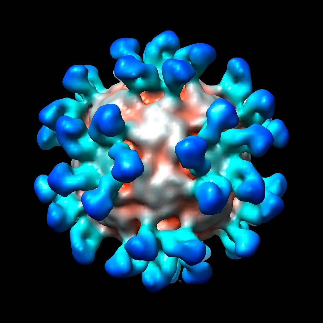 Human rhinovirus with antibodies