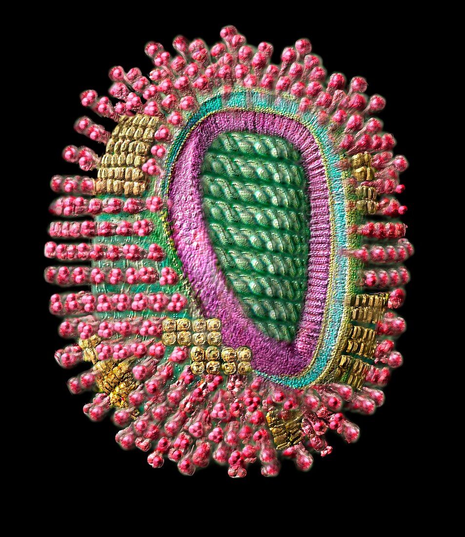 Influenza virus particle,internal