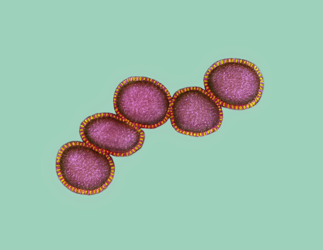 Cluster of influenza viruses