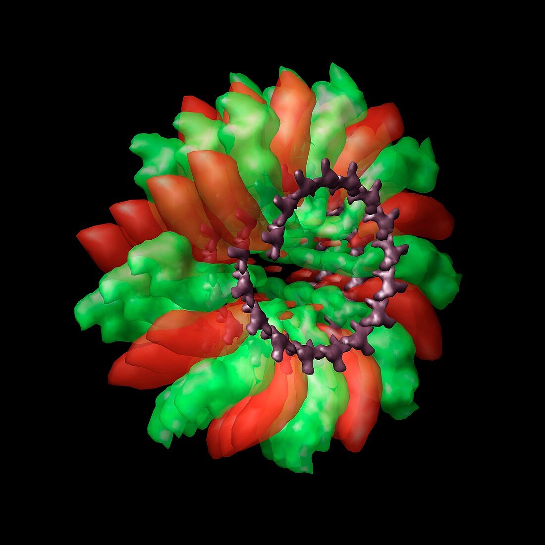 Ribgrass mosaic virus,computer model