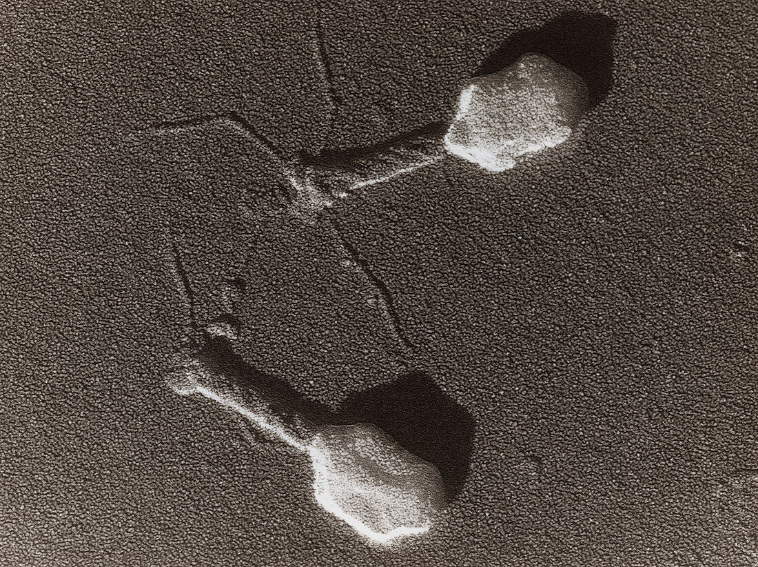 TEM of T4 bacteriophage