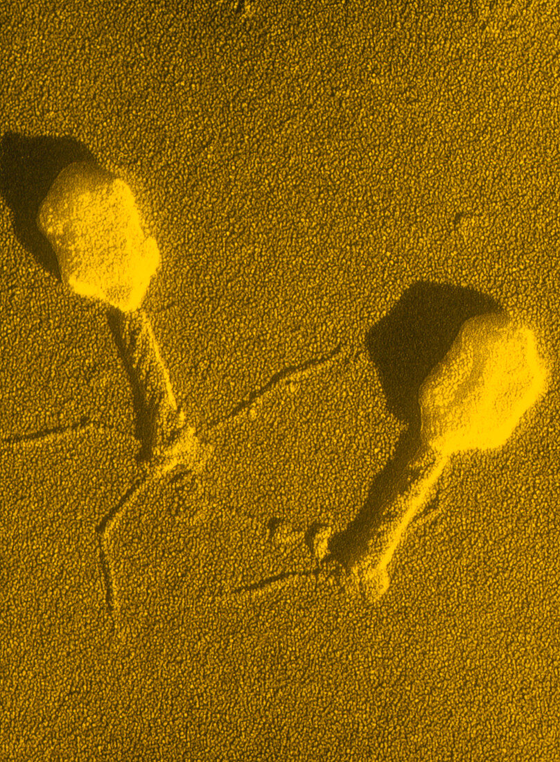 TEM T4 bacteriophage