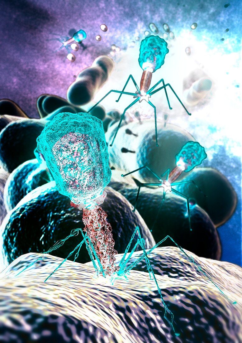 Bacteriophage virions,computer artwork