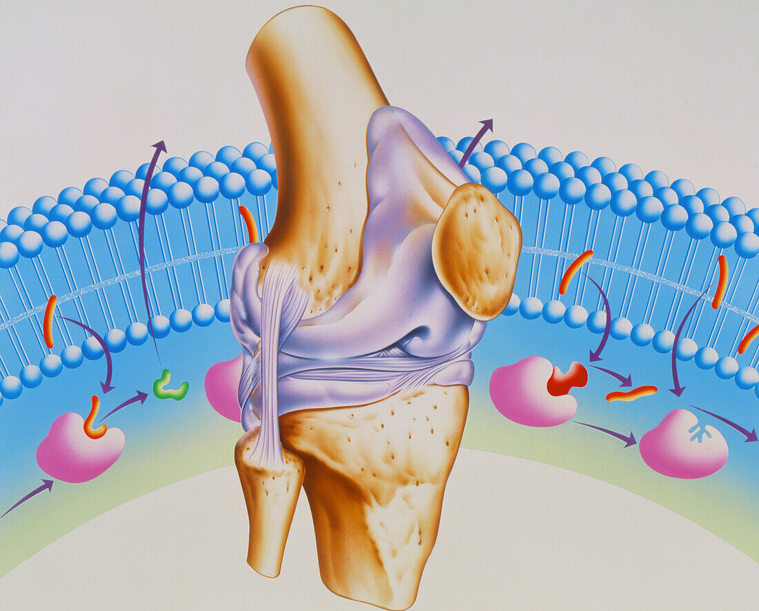 Artwork of arthritic knee and NSAID drug mechanism