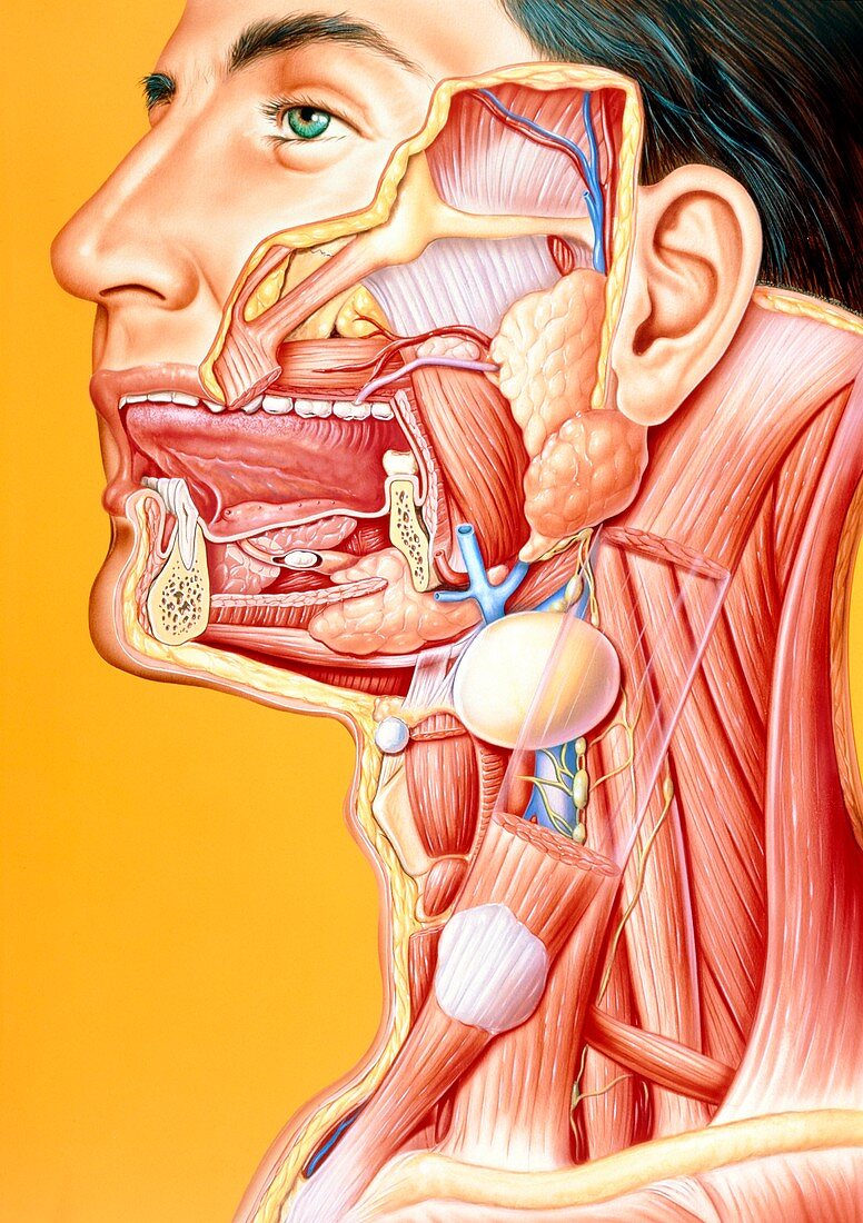 Artwork of mouth/neck: tumour,cyst,duct calculus
