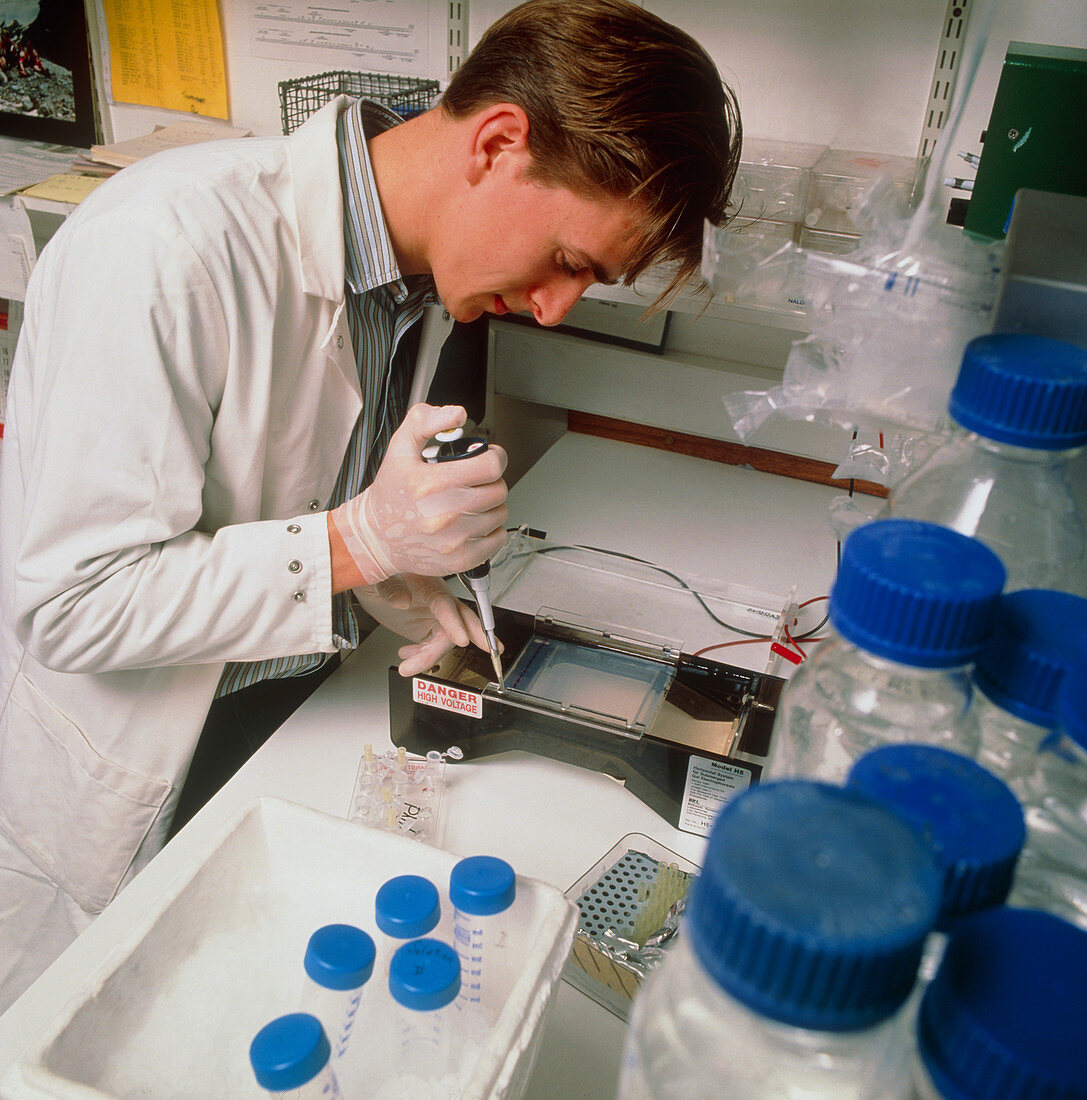 Cancer researcher loading DNA into gel