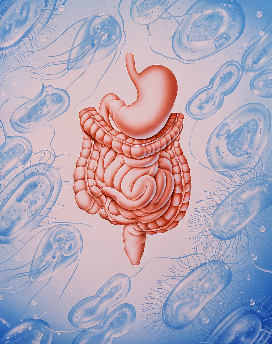 Artwork of digestive system & diarrhoea organisms